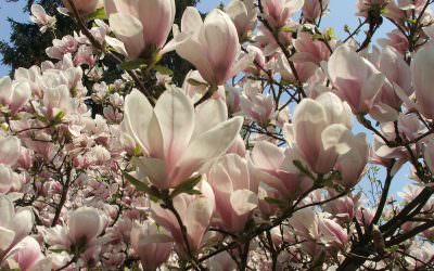 A tavasz első hírnöke, a magnolia