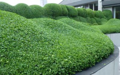 Buxus helyett: Örökzöld mirtuszlonc