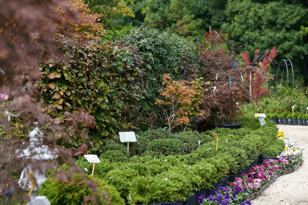 Jumar Plant Japán juhar (Acer palmatum): Ültetése, gondozása, metszése