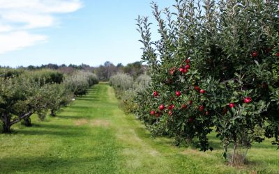 Konténeres gyümölcsfa ültetés: A lehetőségek és tudnivalók