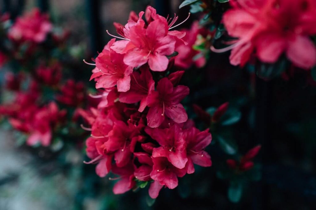rododendron virágzás és metszése
