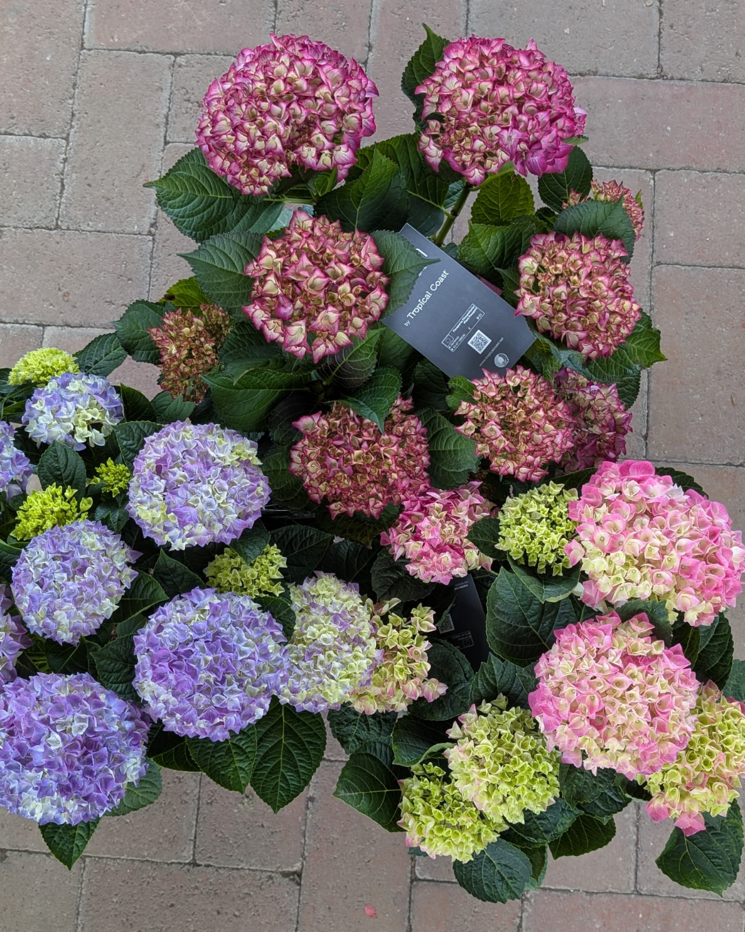 kerti hortenzia vásárlás kerti hortenzia vásárlás