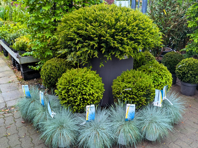 taxus baccata