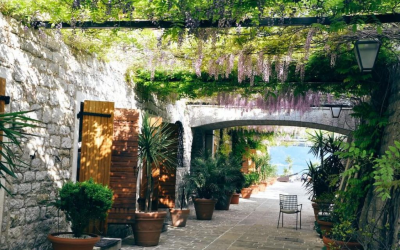 Kúszónövény kisokos: A legszebb futónövények listája