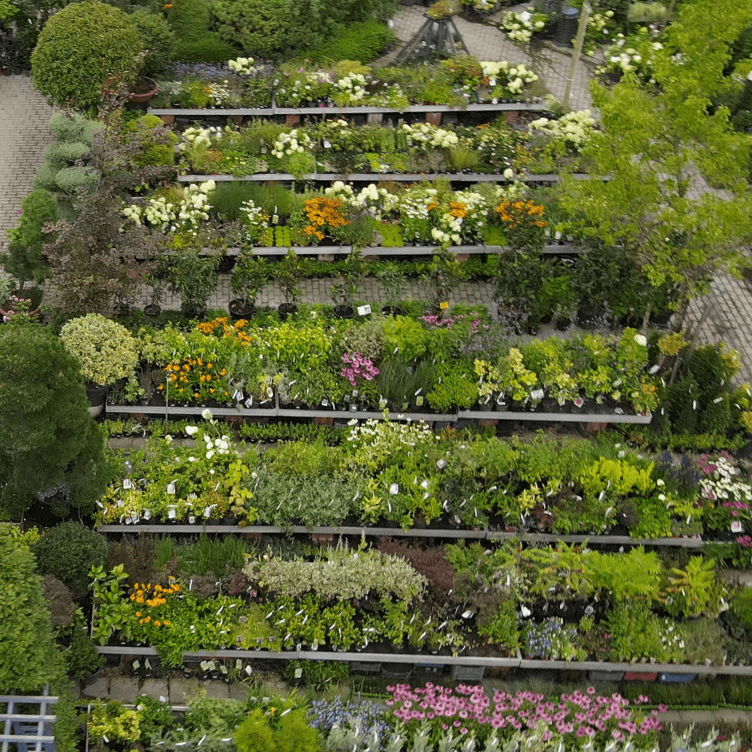 kulonleges-evelo-viragok