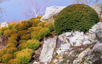 Sziklakert építése és készítése — formák és ötletek