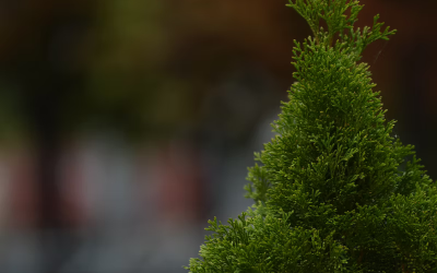 Tuja fajták, árak, vásárlás — és a tuja helyettesítő növények