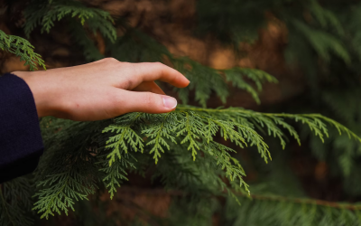 Tuja betegségek: Permetezés vagy helyettesítés más növénnyel?
