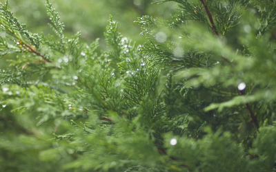 Tuja ültetése és átültetése: Útmutató lépésről lépésre