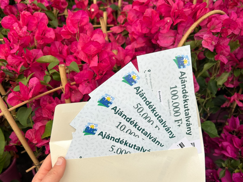 Muskátli vásárlás, balkonnövények, virágok teraszra ládába