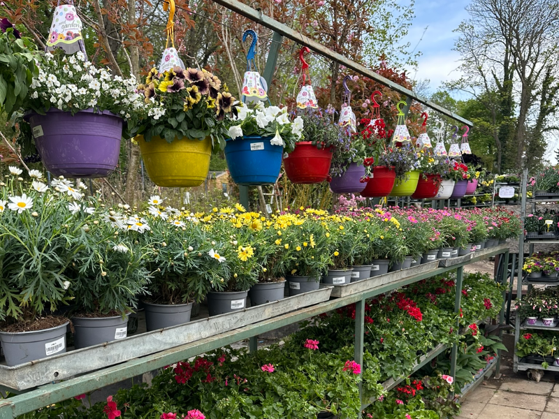 leylandi ciprus sövény